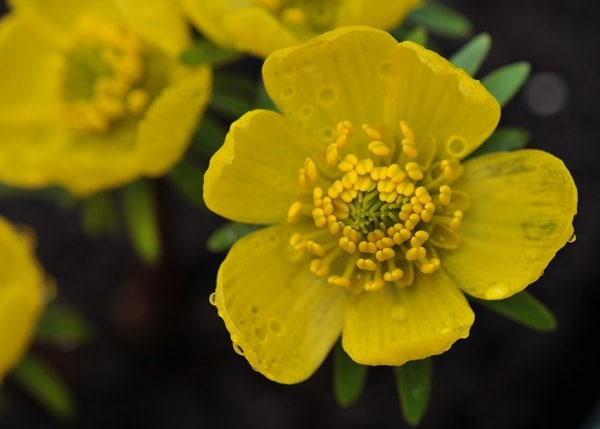 Eranthis hyemalis Cilicica Group