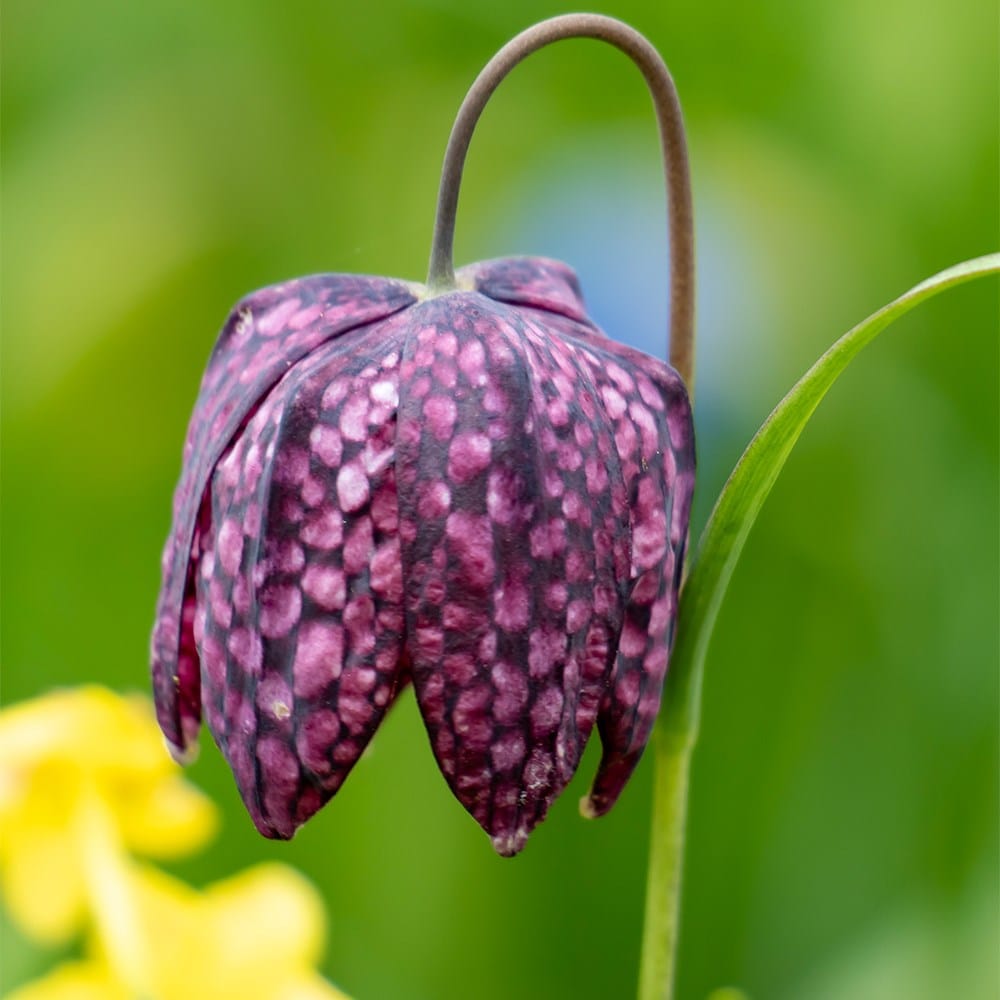 Product options image