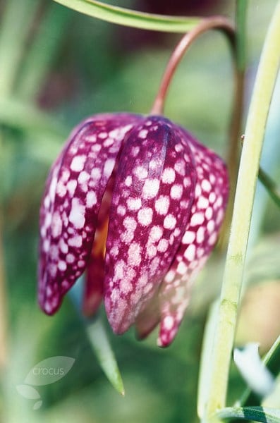 <i>Fritillaria meleagris</i> 