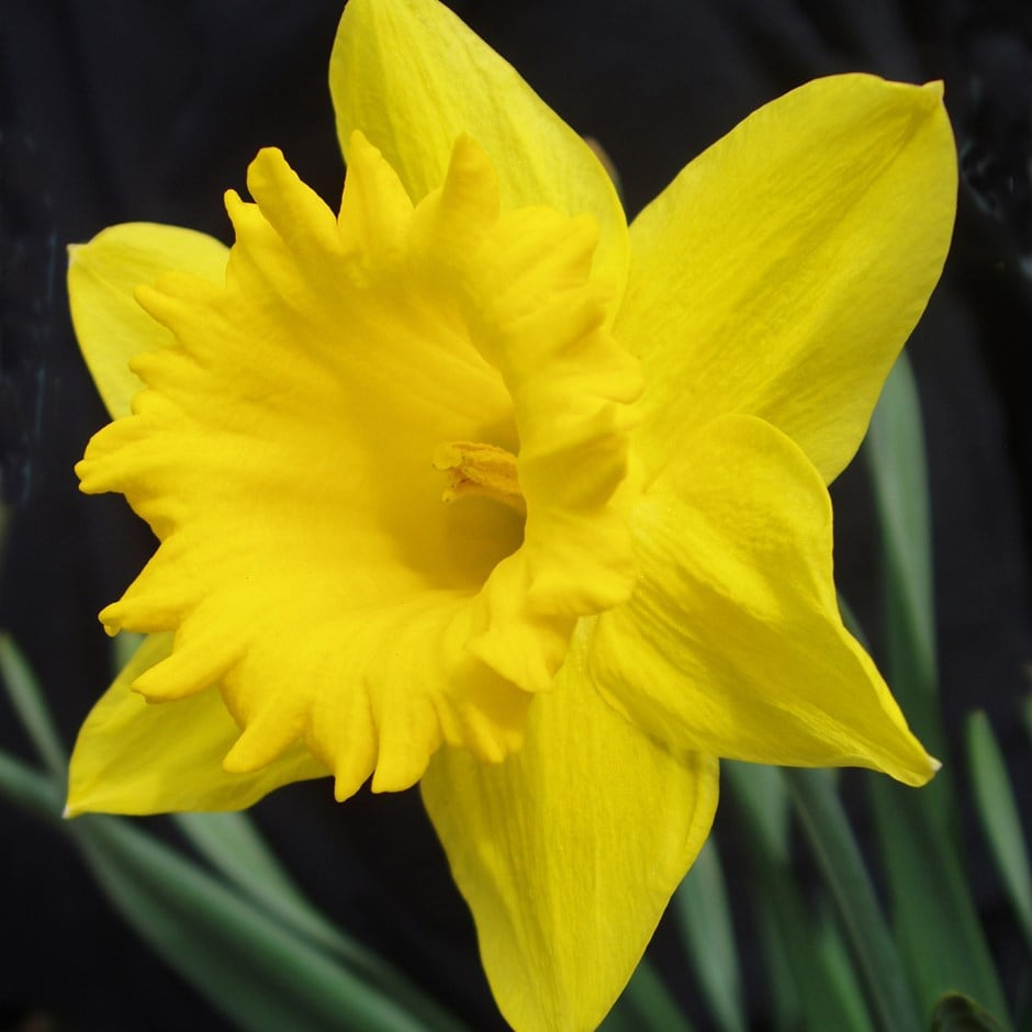 Dutch Master Trumpet Daffodil, Narcissus