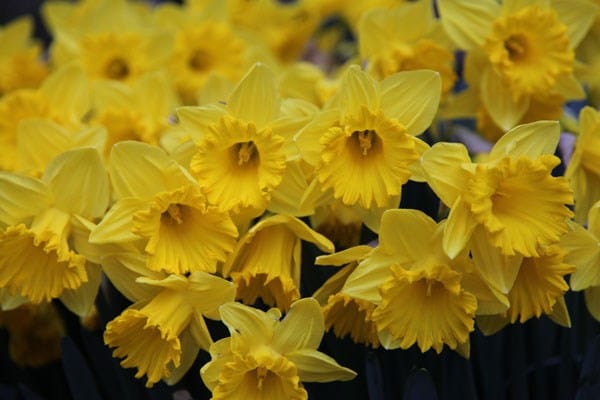 Narcissus King Alfred