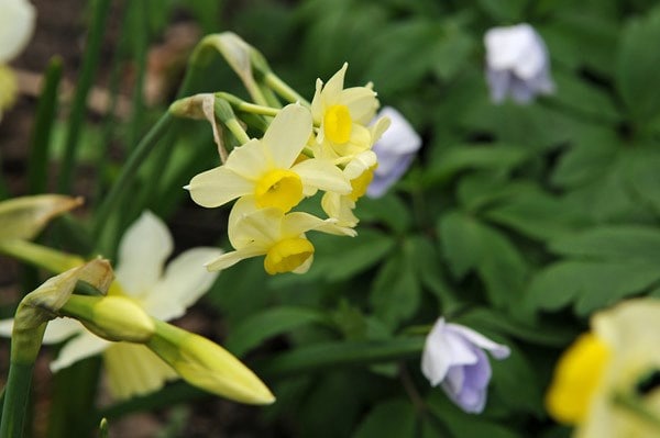 <i>Narcissus</i> 'Minnow'