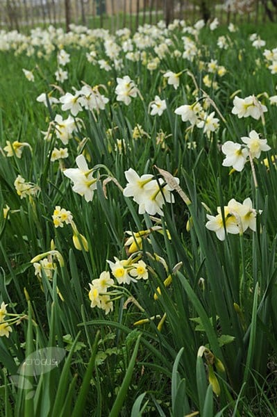 <i>Narcissus</i> 'Minnow'