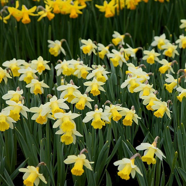 <i>Narcissus</i> 'Topolino'