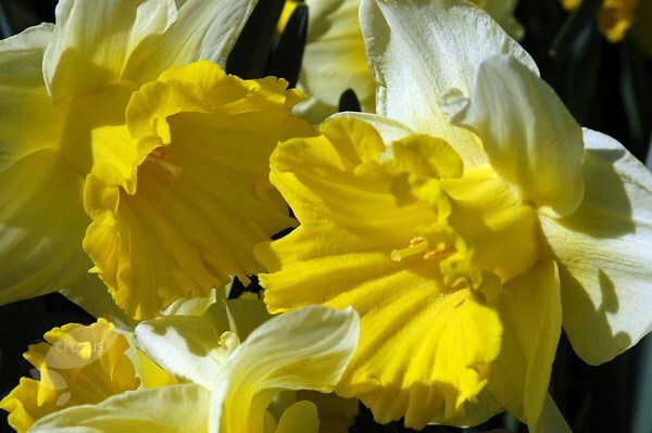 <i>Narcissus</i> 'Topolino'