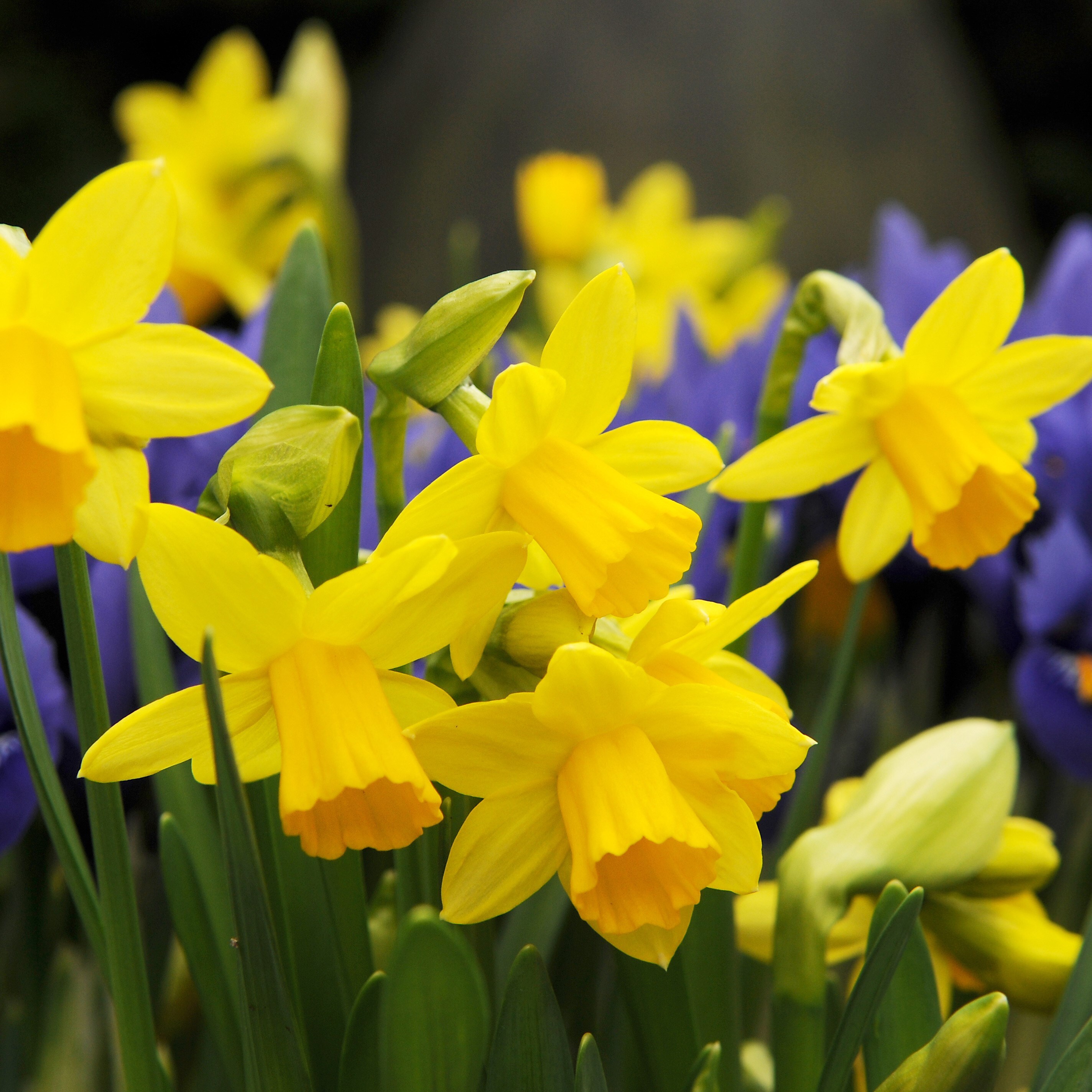 Buy miscellaneous daffodil bulbs Narcissus Tete a Tete Narcissus Tête-à- tête: £3.74 Delivery by Crocus