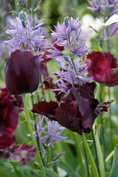 <i>Tulipa</i> 'Black Parrot'