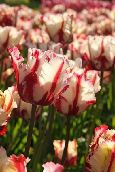 Buy parrot tulip bulbs Tulipa Estella Rijnveld: £2.49 Delivery by Crocus