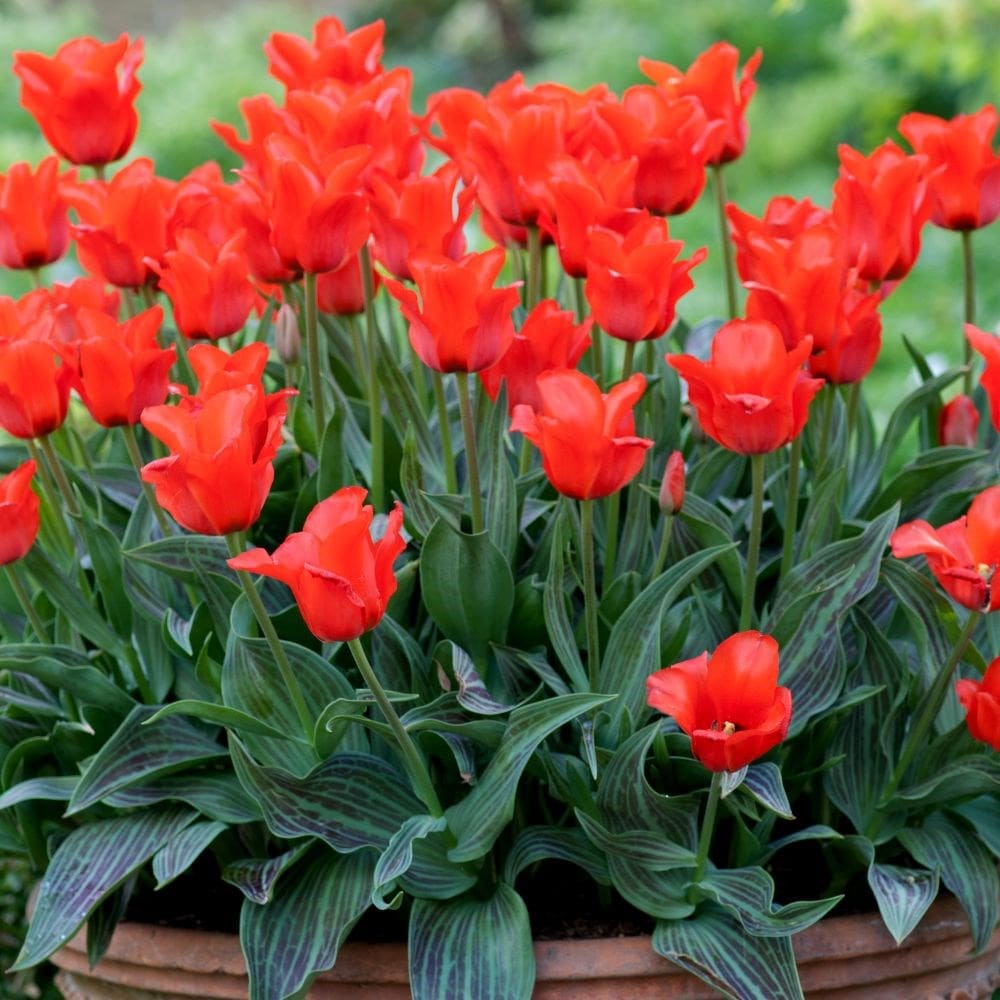 <i>Tulipa</i> 'Red Riding Hood'