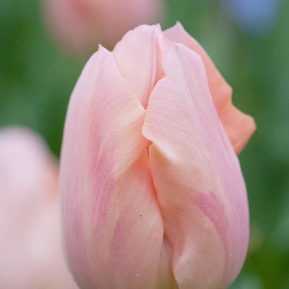 <i>Tulipa</i> 'Apricot Beauty'