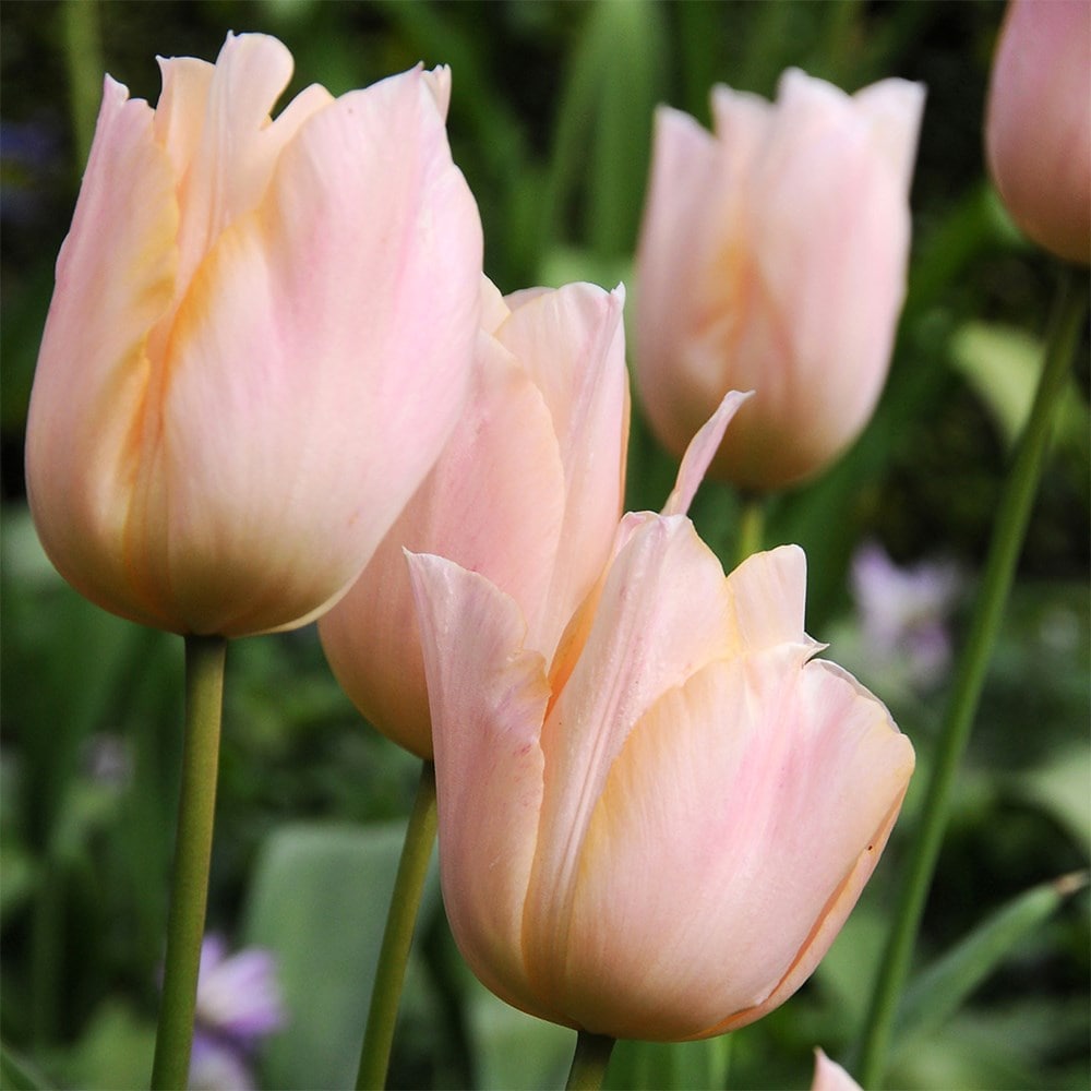 <i>Tulipa</i> 'Apricot Beauty'