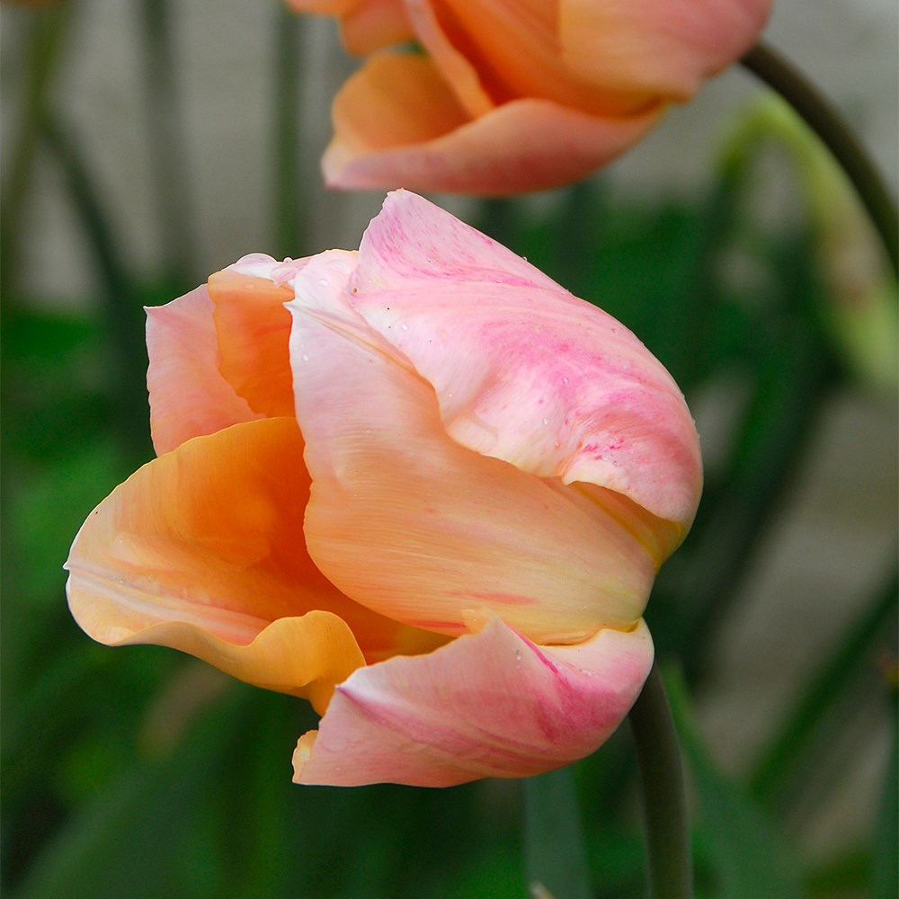<i>Tulipa</i> 'Apricot Beauty'