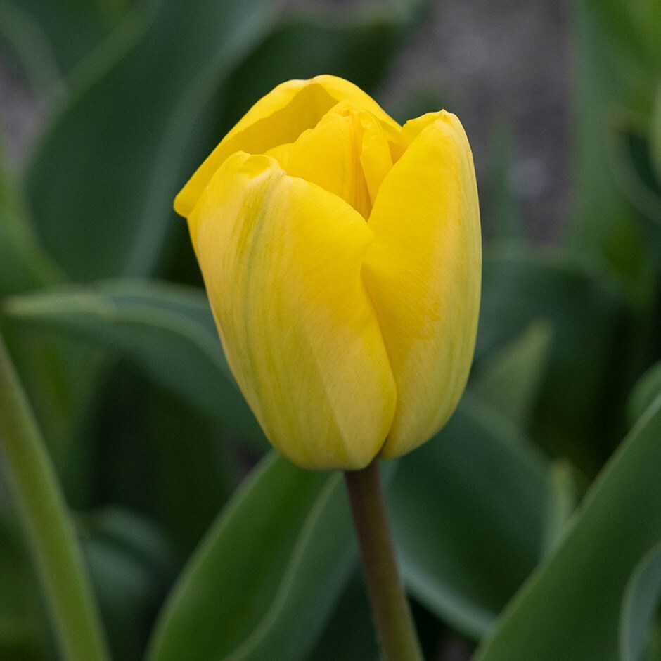<i>Tulipa</i> 'Golden Apeldoorn'
