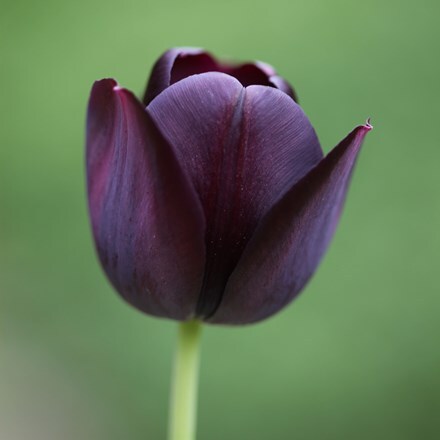 Picture of Tulipa Queen of Night