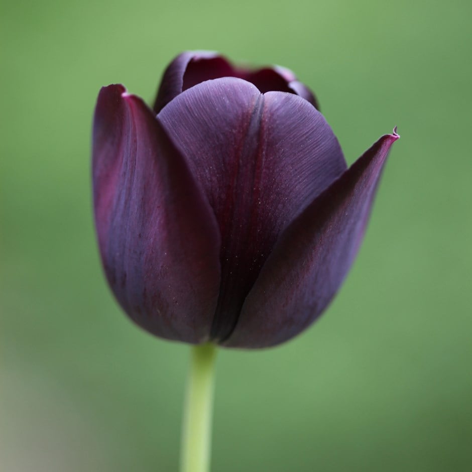 <i>Tulipa</i> 'Queen of Night'