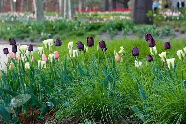 <i>Tulipa</i> 'Queen of Night'