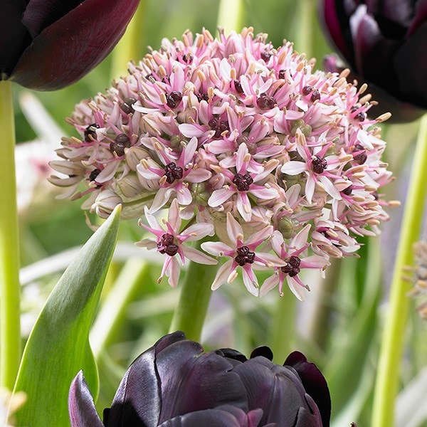 Allium Silver Spring