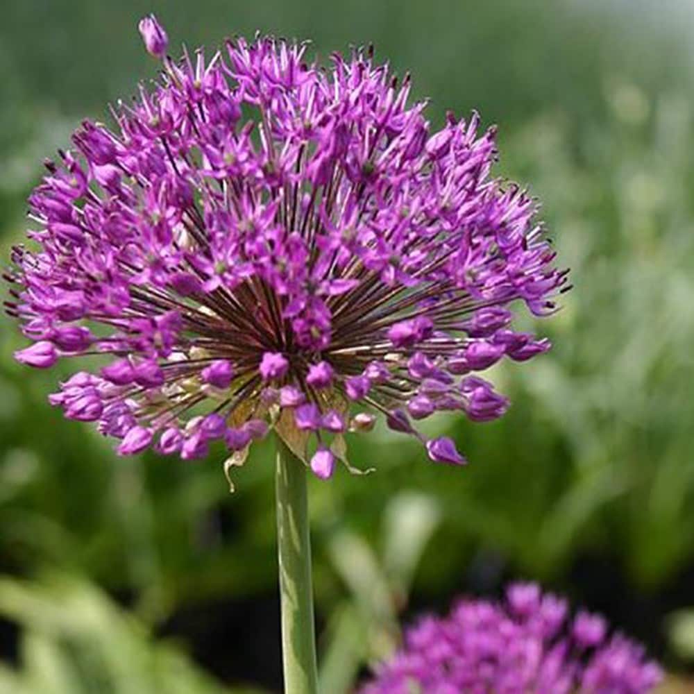 Buy allium Allium hollandicum Purple Sensation £9.99 Delivery by Crocus