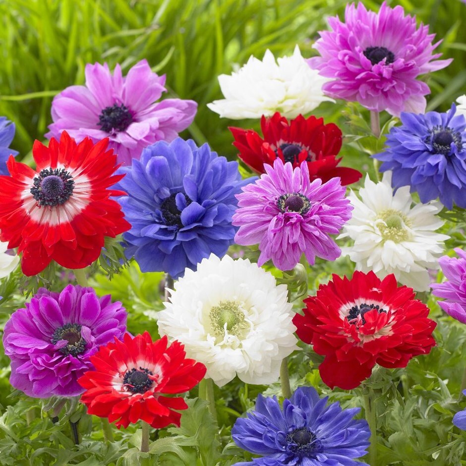 Buy garden anemone bulbs (syn. Anemone Saint Brigid or St Brigid) Anemone  coronaria Saint Bridgid Group Mixed: £7.99 Delivery by Crocus