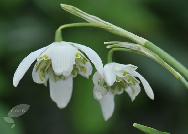 <i>Galanthus nivalis</i> f. <i>pleniflorus </i>'Flore Pleno'