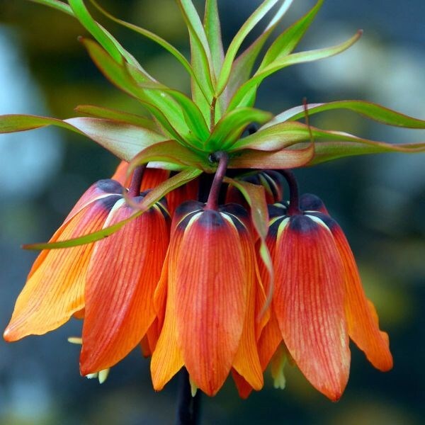 Fritillaria imperialis Rubra