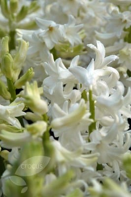 <i>Hyacinthus orientalis</i> 'Carnegie'