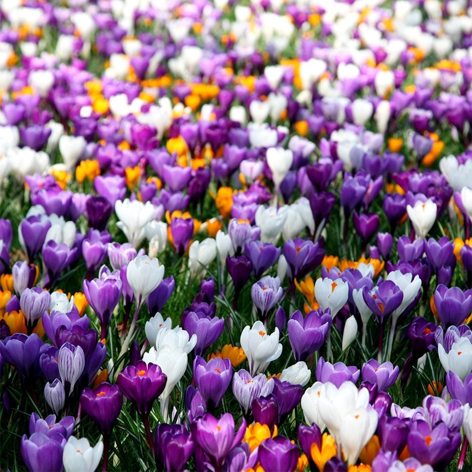 Buy large flowering crocus bulbs Crocus Mixed Colours £359 Buy large flowering crocus bulbs Crocus Mixed Colours £359