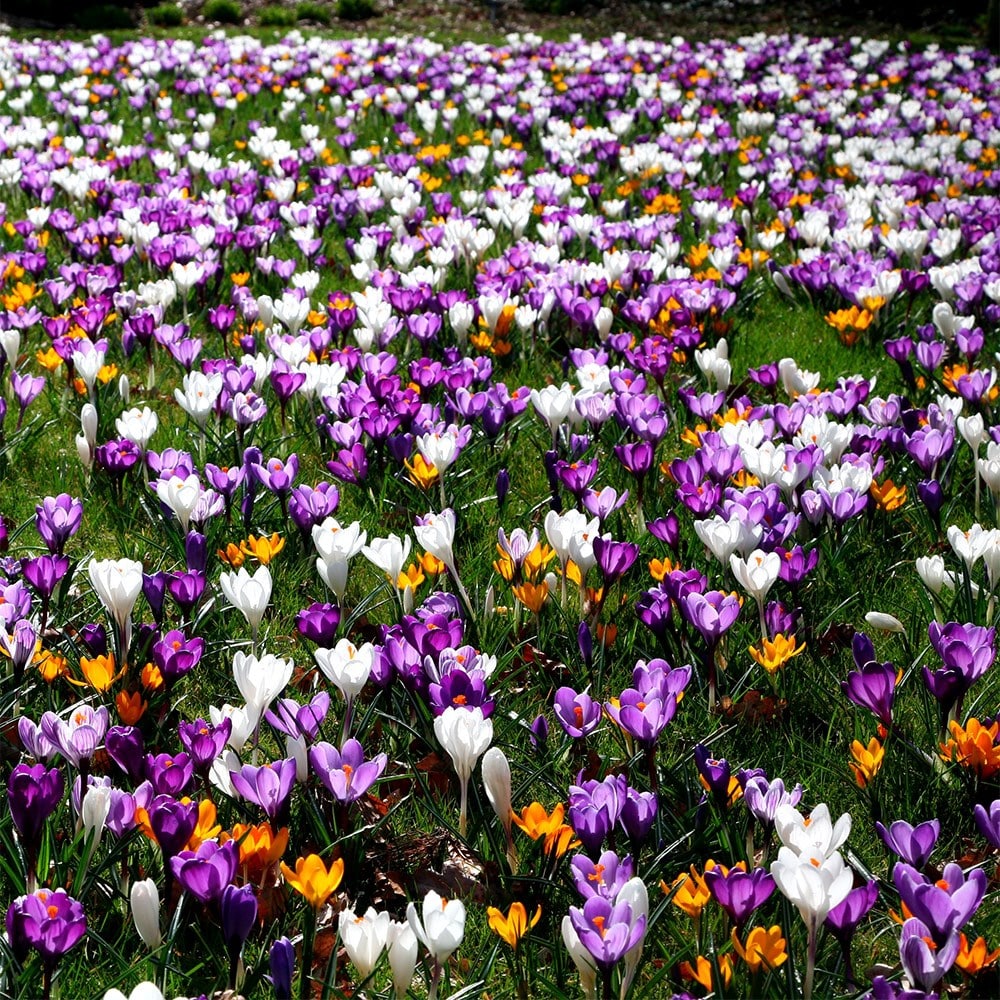 Crocus mixed colour collection