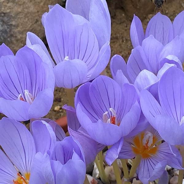 <i>Crocus sativus</i> 