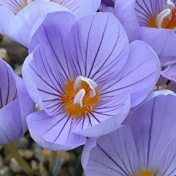 <i>Crocus sativus</i> 