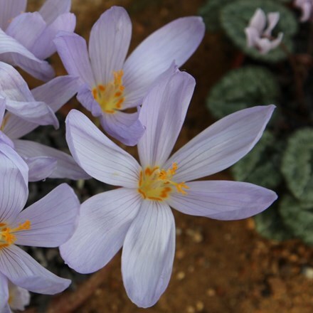 Picture of Crocus kotschyanus