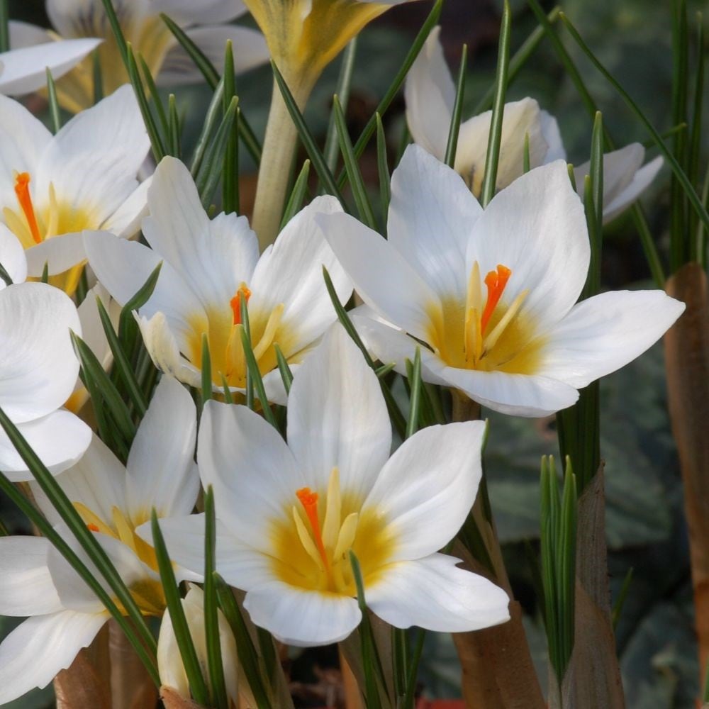 Product options image