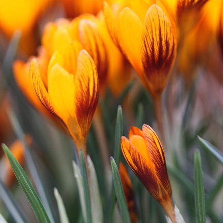 Picture of Crocus chrysanthus Zwanenburg Bronze
