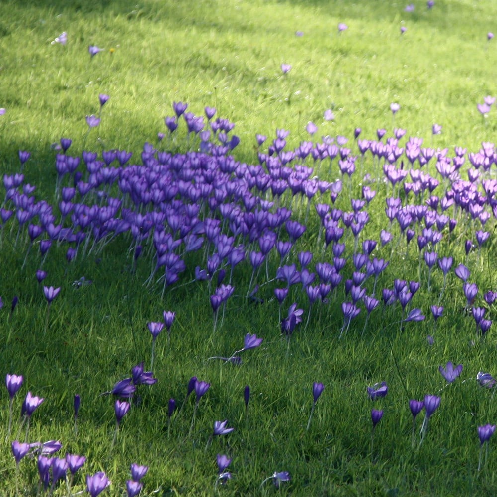 <i>Crocus speciosus</i> 'Conqueror'