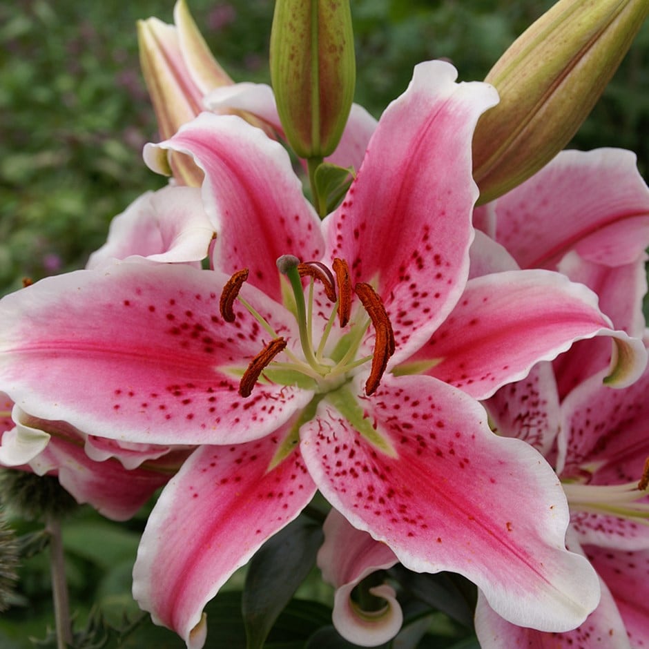 <i>Lilium</i> 'Star Gazer'