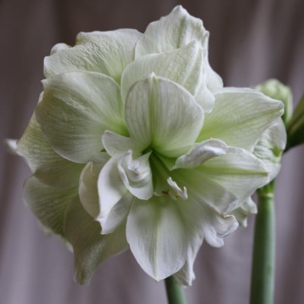 Hippeastrum (Double Galaxy Group) Marilyn (PBR)