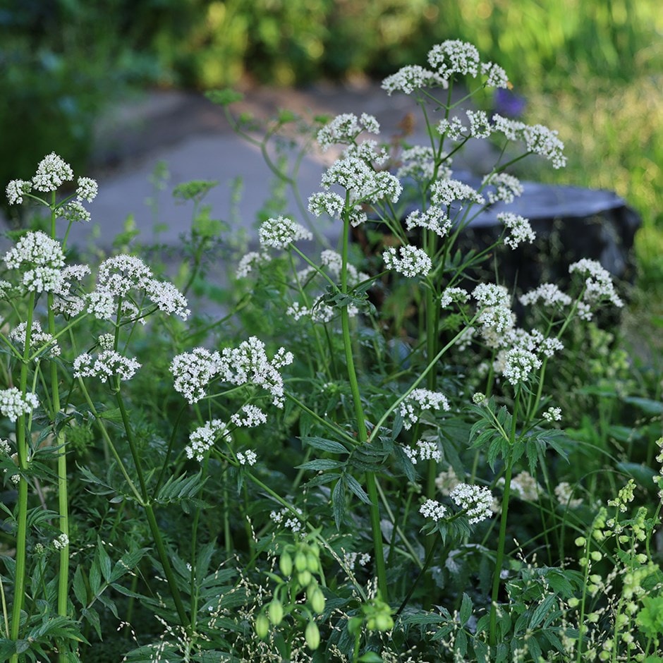 <i>Valeriana officinalis</i> 