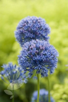 Allium caeruleum