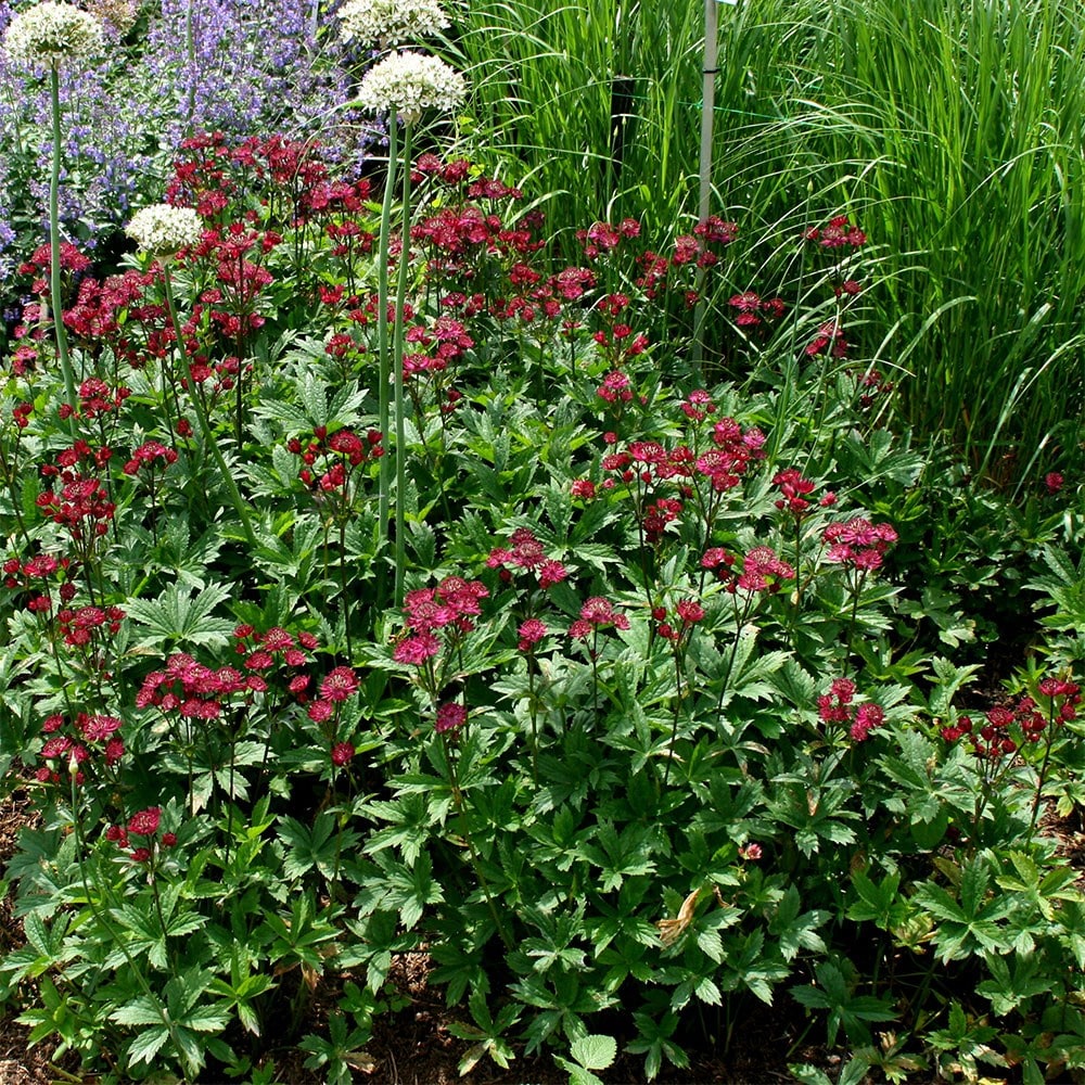 <i>Astrantia major</i> 'Ruby Wedding'