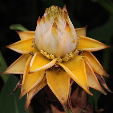 Musa lasiocarpa