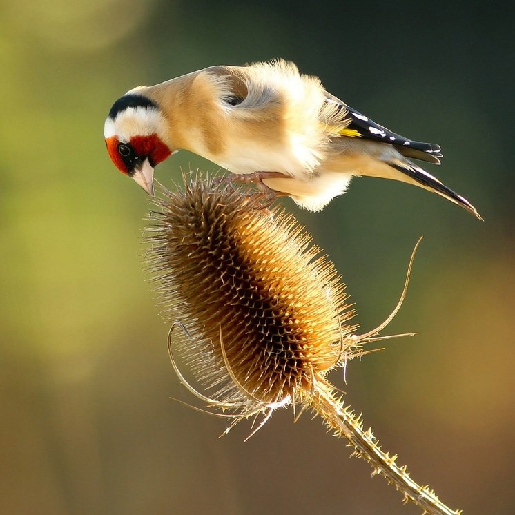 teasel