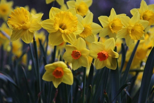 Narcissus for naturalising