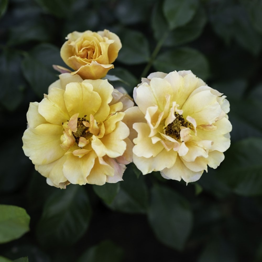 Rose Tequila Sunrise (hybrid tea)
