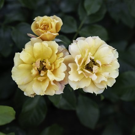 Rosa Tequila Sunrise | Hybrid Tea Rose