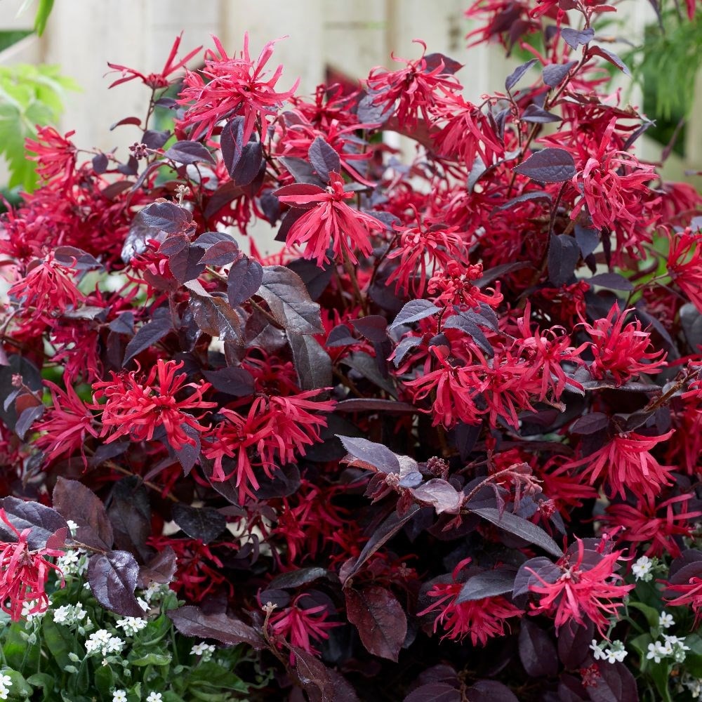 <i>Loropetalum chinense</i> var. <i>rubrum</i> 'Fire Dance'