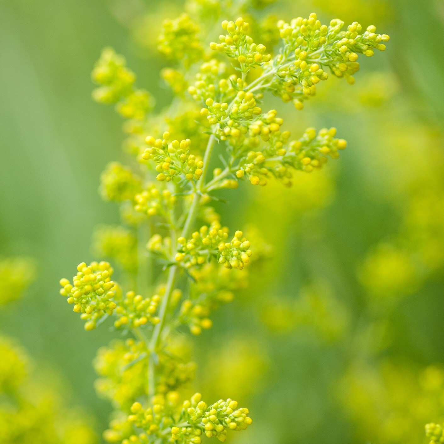 lady's bedstraw