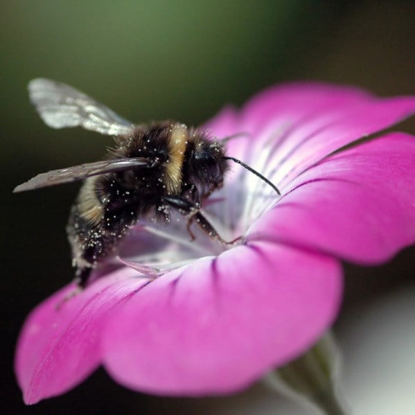 Product options image