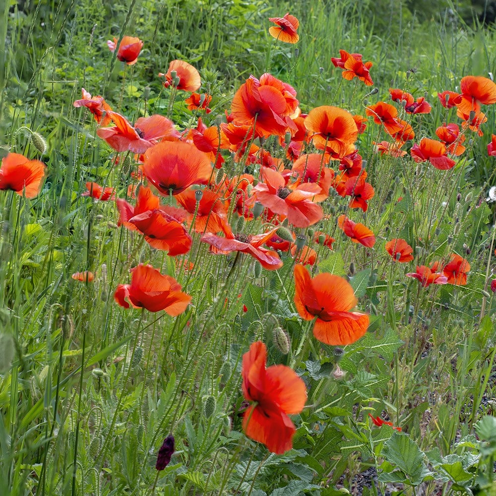 Product options image