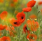 Buy common poppy Papaver rhoeas: £2.79 Delivery by Crocus
