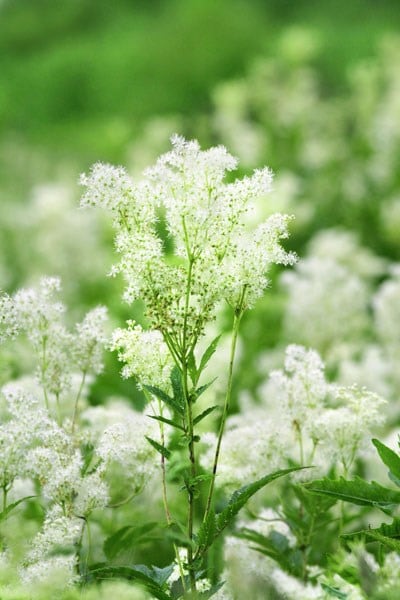 Filipendula ulmaria
